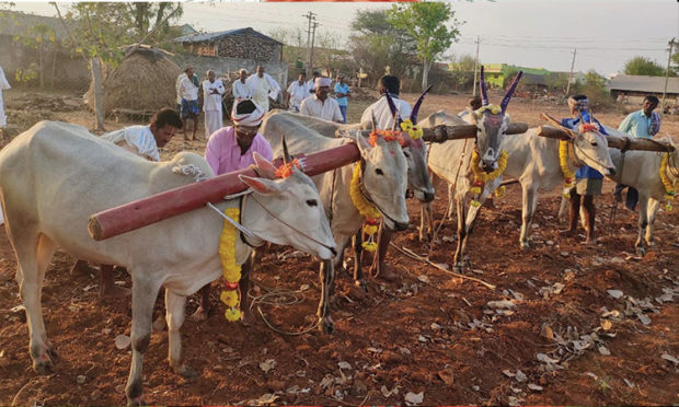 celabration of honnaru