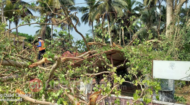 ಕಾಪು: ನಾಗಬನದ ಮೇಲೆ ಉರುಳಿ ಬಿದ್ದ ಅಶ್ವಥ ಮರ, ಅಪಾರ ಹಾನಿ