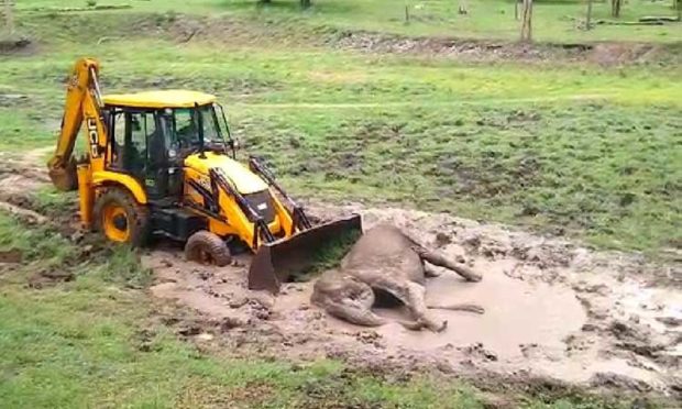 ಕೆಸರಿನಲ್ಲಿ ಸಿಲುಕಿ ಮರಿಯಾನೆ ಒದ್ದಾಟ: ಜೆಸಿಬಿ‌ ಸಹಾಯದಿಂದ ರಕ್ಷಣೆ