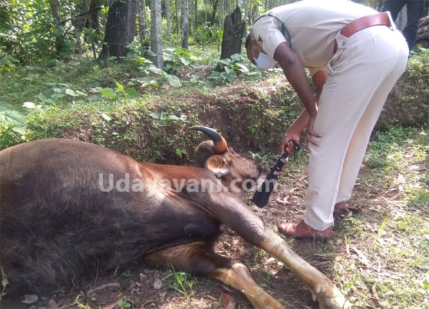 ಬಂದೂಕಿನಿಂದ ಹೊಡೆದು ಕಾಡೆಮ್ಮೆಯನ್ನು ಕೊಂದ ದುಷ್ಕರ್ಮಿಗಳು