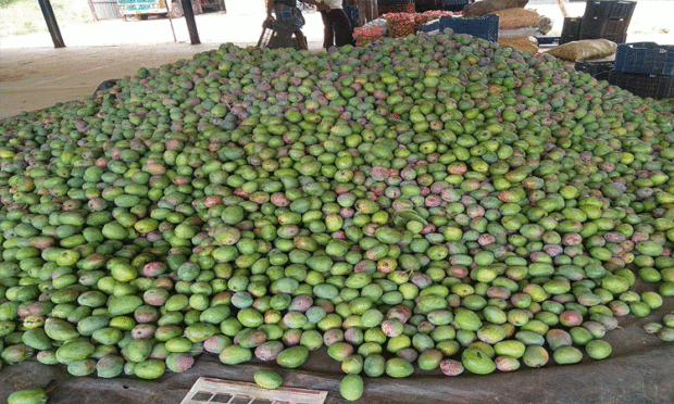 covid effect at thumakuru