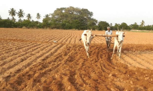 Agricultural activity is swift between lockdown