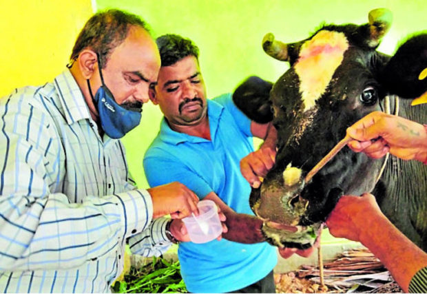 300 ಕ್ಕೂ ಹೆಚ್ಚು ರಾಸುಗಳಿಗೆ ಕಾಲುಬಾಯಿ ರೋಗ