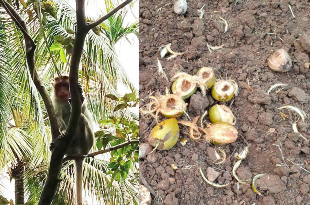 ಹೆಚ್ಚಿದ ಮಂಗಗಳ ಹಾವಳಿ: ರೈತರಲ್ಲಿ ಆತಂಕ