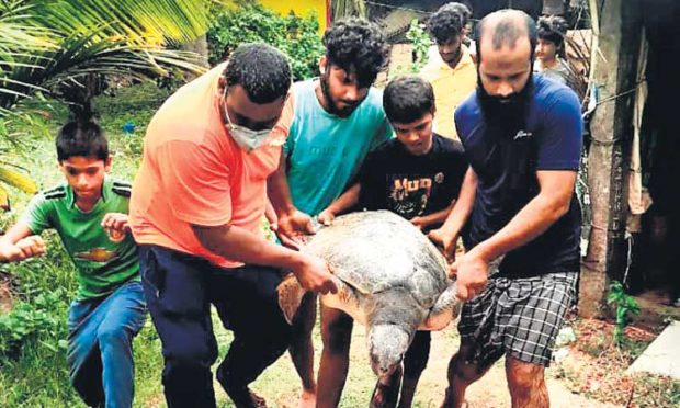 ಮರೆಯಾಗುತ್ತಿರುವ ಕಡಲಾಮೆಗಳ  ರಕ್ಷಣೆಗೆ ಸ್ವಯಂ ಜಾಗೃತಿ