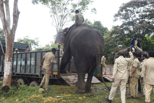 ದಸರಾ ಆನೆಗಳಿಗೆ ಭೋಜನದ ಮೆನು ಸಿದ್ಧ