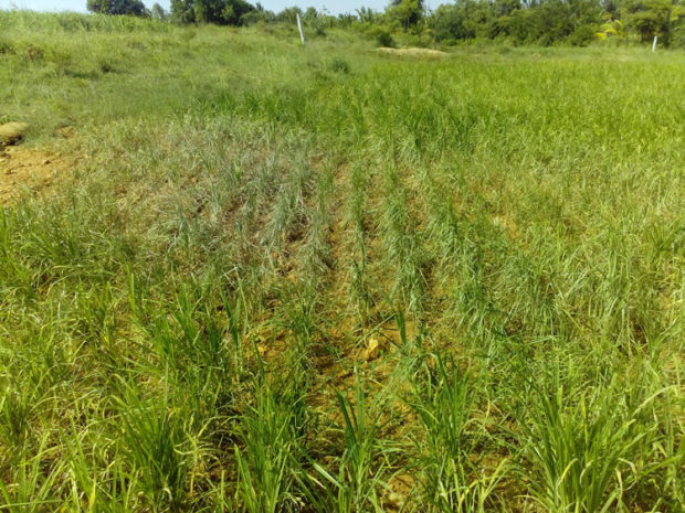 ಕೈಕೊಟ್ಟ ಮಳೆ: ನಾಶದತ್ತ ರಾಗಿ ಪೈರು