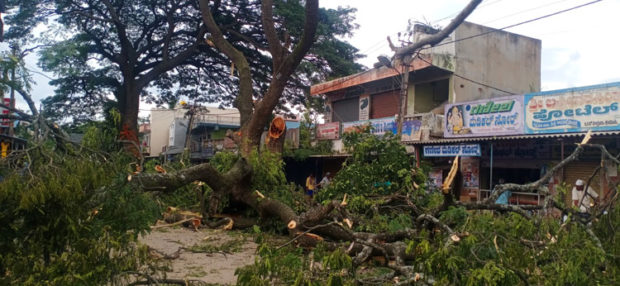 ಬೃಹತ್‌ ಮರಗಳ ಹನನ: ಪರಿಸರ ಪ್ರೇಮಿಗಳ ಆಕ್ರೋಶ