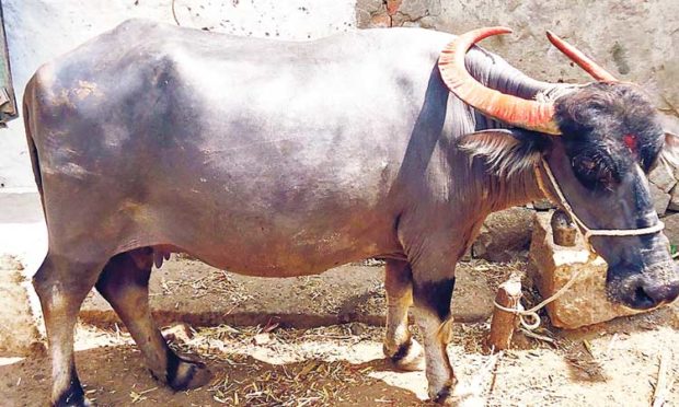 ಧಾರವಾಡ ಎಮ್ಮೆಗೆ  ತಳಿ ಮಾನ್ಯತೆ