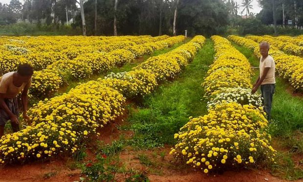 ಪಿತೃಪಕ್ಷ ಮಾಸ: ಹೂವಿನ ವ್ಯಾಪಾರ ಕುಸಿತ