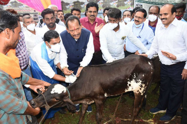 ಕಂದುರೋಗ ಲಸಿಕಾ ಕಾರ್ಯಕ್ರಮಕ್ಕೆ ಚವ್ಹಾಣ ಚಾಲನೆ