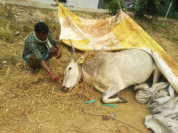 ಈ ಕುಟುಂಬದ 29ನೇ ಜಾನುವಾರೂ ನಿಗೂಢ ಸಾವು