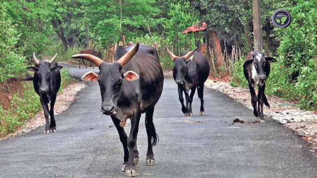 ದೇಶಿ ತಳಿಗಳ ಅಭಿವೃದ್ಧಿಗೆ ಅಮೃತ ಸಿರಿ, ಅಮೃತ ಧಾರಾ