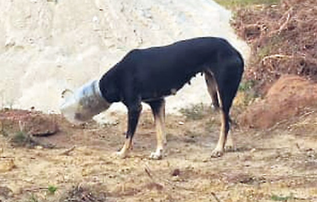 ಬಾಟಲಿಯೊಳಗೆ ತಲೆ ಸಿಲುಕಿದ ಶ್ವಾನದ ರಕ್ಷಣೆ