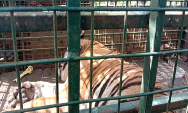 Tiger Capture After 21 Days of Operation – issue at chikkaballapur