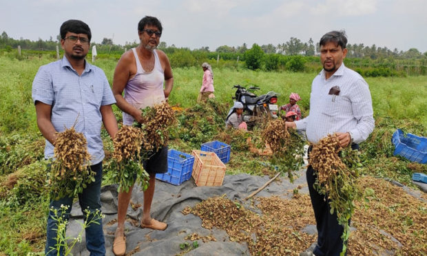 kolara, ರೈತರ ಕೈಹಿಡಿದ ನೆಲಗಡಲೆ ಕದಿರಿ ಲೇಪಾಕಿ ತಳಿ