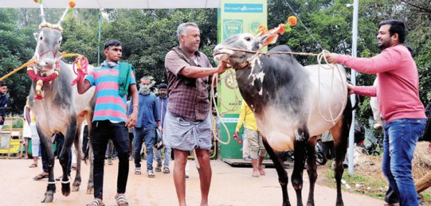 ಕೃಷಿ ಮೇಳದಲ್ಲಿ ದುಬಾರಿ ಬೆಲೆ ಬಗ್ಗೆ ಚರ್ಚೆ; ಮಳವಳ್ಳಿಯ ಹಳ್ಳಿಕಾರ್‌ ಹೋರಿಗೇಕೆ ಕೋಟಿ ರೂ.?