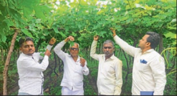 ಮೋಡ-ಮಳೆ ಕಾಟ; ದ್ರಾಕ್ಷಿ ಬೆಳೆಗಾರರಿಗೆ ಸಂಕಷ್ಟ