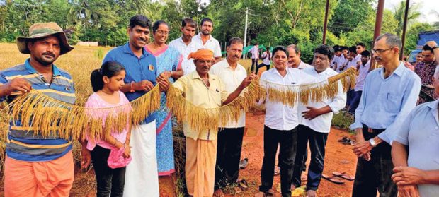 ಕೆಪಿಎಸ್‌ ಅಂಗಳದಲ್ಲಿ 22 ಕ್ವಿಂಟಾಲ್‌ ಭತ್ತ ಬೆಳೆ ! ಅಕ್ಷರದೊಂದಿಗೆ ಅನ್ನದ ಪಾಠ