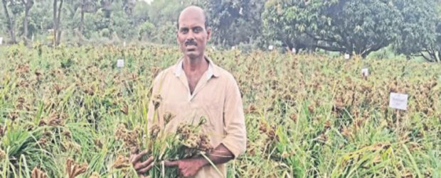 72 ದೇಸಿ ತಳಿ ರಾಗಿ ಸಂರಕ್ಷಣೆ-ಸಂವರ್ಧನೆ