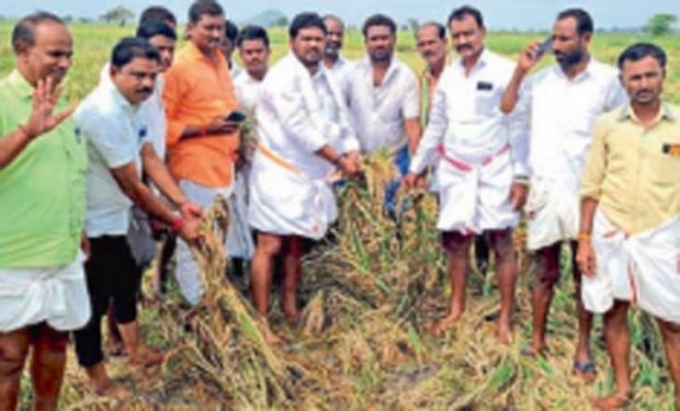 ಮಳೆಗೆ 50 ಸಾವಿರ ಎಕರೆ ಬೆಳೆ ಹಾನಿ