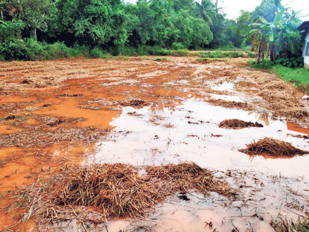 ಕರಾವಳಿಯಾದ್ಯಂತ ಭಾರೀ ಮಳೆ, ಭತ್ತದ ಬೆಳೆ ನಷ್ಟ