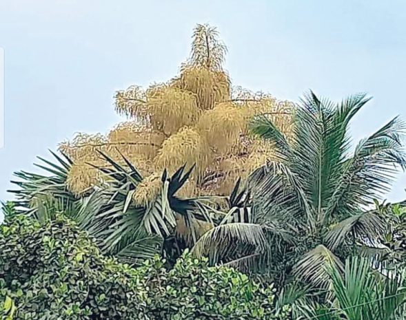 ಅಳಿವಿನಂಚಿನ “ಶ್ರೀತಾಳೆ ಮರ’ವ ಕಡಿಯಬೇಡಿರೋ