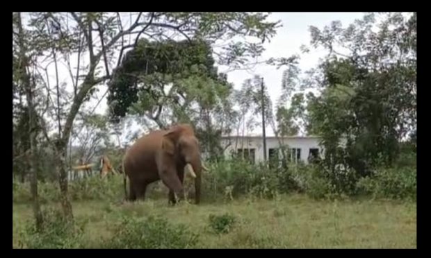 ಆನೆ ಪ್ರತ್ಯಕ್ಷ