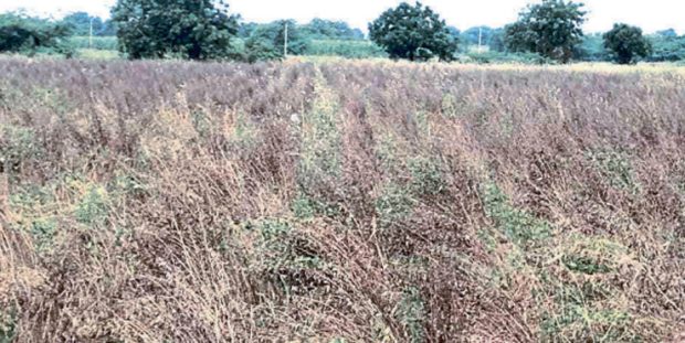 ವಿಷದ ಮಳೆ…ಮಣ್ಣು ಪಾಲಾದ ತೊಗರಿ