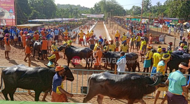 ಹೊಕ್ಕಾಡಿಗೋಳಿ ವೀರ-ವಿಕ್ರಮ ಜೋಡುಕರೆ ಬಯಲು ಕಂಬಳಕ್ಕೆ ಚಾಲನೆ, ಕಂಬಳ ಸೀಸನ್ ನ ಪ್ರಥಮ ಕಂಬಳ