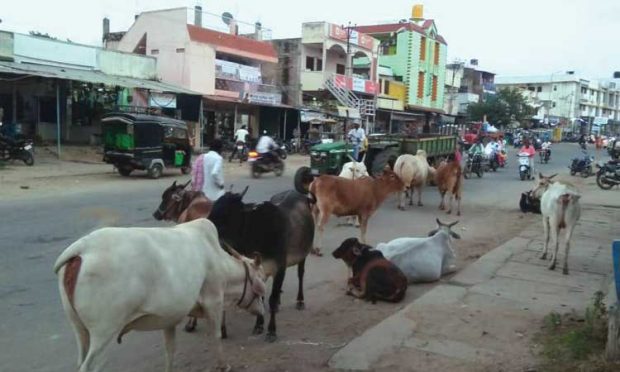 ಬಿಡಾಡಿ ದನಗಳ ಹಾವಳಿ; ವಾಹನ ಸವಾರರ ಪರದಾಟ