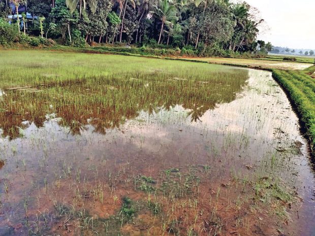 ಹಿಂಗಾರು ಹಂಗಾಮಿನಲ್ಲಿ 1,400 ಹೆ. ಭತ್ತದ ಕೃಷಿ ಗುರಿ