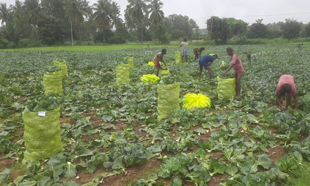 ಬೆಲೆ ಏರಿಕೆ ಹೂ ಕೋಸು