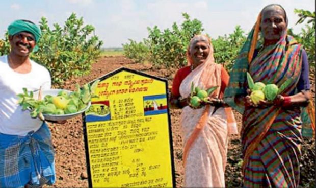 ಉದ್ಯೋಗ ಖಾತ್ರಿ ಯೋಜನೆ ವರ; ರೈತನಿಗೆ ಪೇರಲ ಬೆಳೆಯೇ ಎಟಿಎಂ