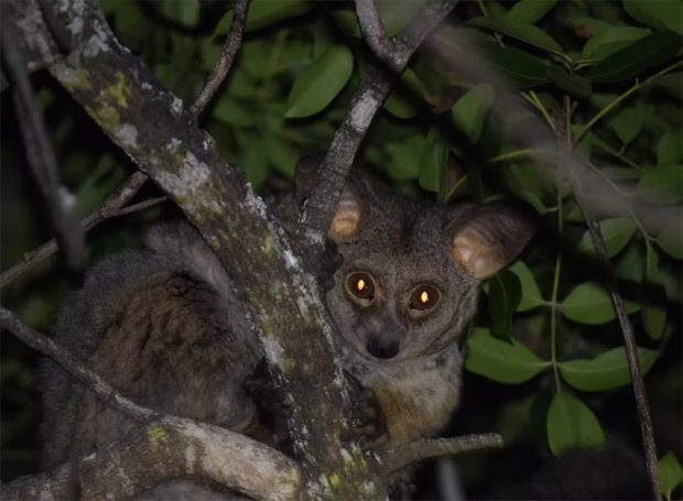 Even bushbabies get stressed: here’s how we know, and what it means ...