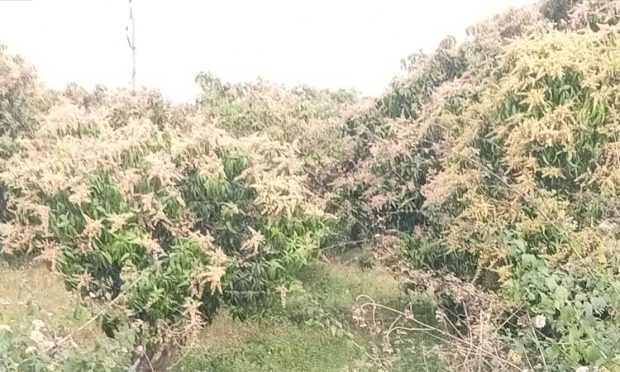 ಸರ್ಕಾರಿ ಜಮೀನಿಗೆ ನಕಲಿ ದಾಖಲೆ ಸೃಷ್ಟಿ