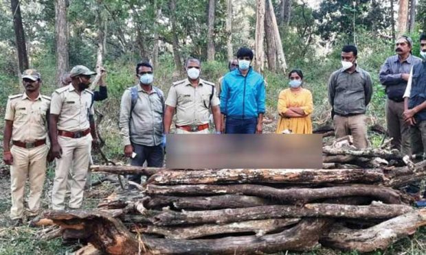 ಹುಣಸೂರು: ಬಲಿಷ್ಠ ಹುಲಿ ದಾಳಿಗೆ ಸಿಲುಕಿ ಎರಡು ಹುಲಿ ಮರಿಗಳ ಸಾವು