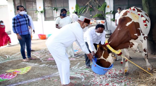 ರಾಜಭವನದಲ್ಲಿ ಗೋವುಗಳಿಗೆ ಪೂಜೆ ಸಲ್ಲಿಸಿದ ರಾಜ್ಯಪಾಲರು