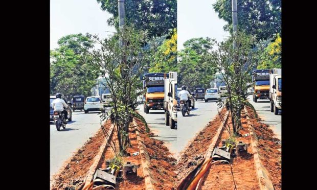 ಗಿಡಗಳ ನಿರ್ವಹಣೆಗೆ ಮುಂದಾದ ಸಂಘಟನೆ