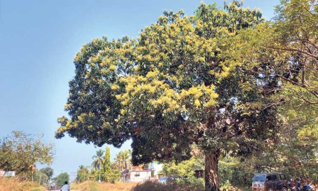 ಉಡುಪಿ ಜಿಲ್ಲೆ: ಮಾವು ಇಳುವರಿ ಹೆಚ್ಚಾಗುವ ನಿರೀಕ್ಷೆ