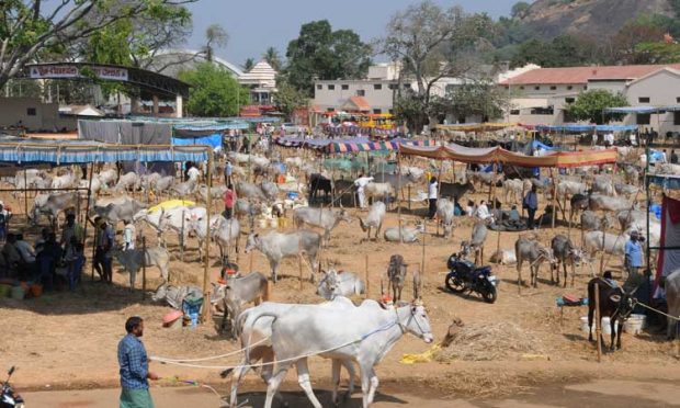 ದೇಸಿಯ ಹಳ್ಳಿಕಾರ್‌ ತಳಿಗೆ ಹೆಚ್ಚಿದ ಬೇಡಿಕೆ