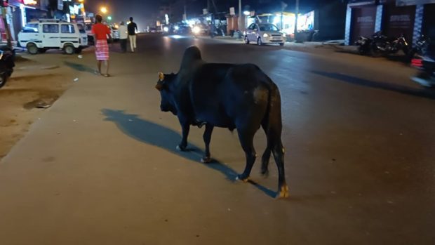 ಬೀಡಾಡಿ ಗೂಳಿಗಳ ಕಾಳಗಕ್ಕೆ ಎರಡು ಬೈಕ್, ಕಾರು ಜಖಂ!