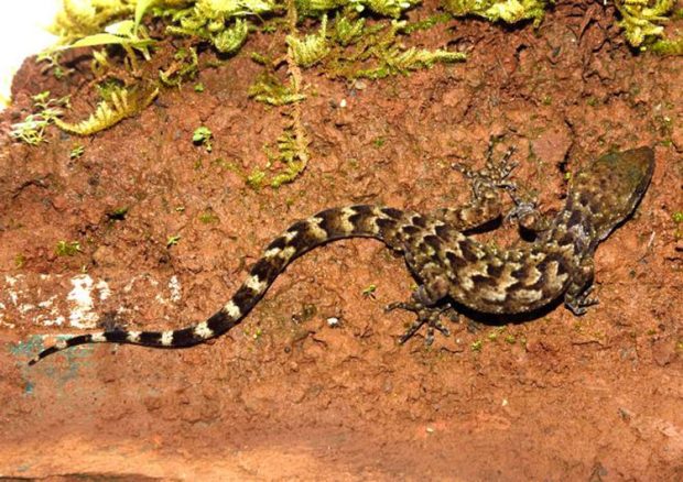 ಹೊಸ ಹಲ್ಲಿಗೆ ಸೇನೆಯ ಹೆಸರು