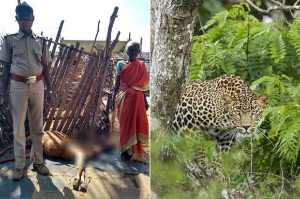 ಮೇಕೆಗಳನ್ನು ಮೇಯಿಸುತ್ತಿದ್ದ ವೇಳೆ ಏಕಾಏಕಿ ಚಿರತೆ ದಾಳಿ : ಒಂದು ಮೇಕೆ ಸಾವು