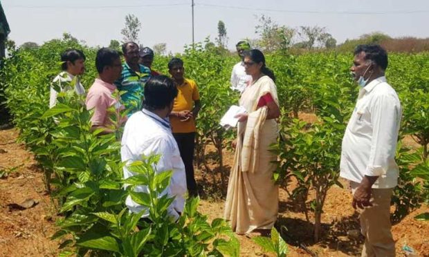 ಗಣಿ ಧೂಳು ರೇಷ್ಮೆ ಬೆಳೆಗೆ ಆತಂಕ: ವಿಜ್ಞಾನಿಗಳಿಂದ ಪರಿಶೀಲನೆ