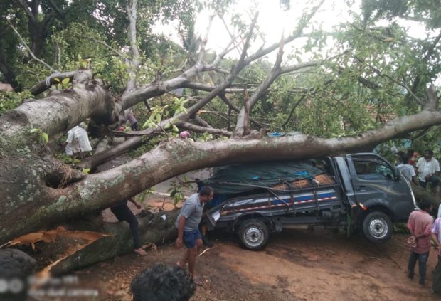 ಗಾಳಿ ಮಳೆಗೆ ಸಾಲು ಮರದ ತಿಮ್ಮಕ್ಕ ಬೆಳೆಸಿದ್ದ ಬೃಹತ್ ಆಲದ ಮರ ಧರೆಗೆ : ರಸ್ತೆ ಸಂಚಾರ ಬಂದ್