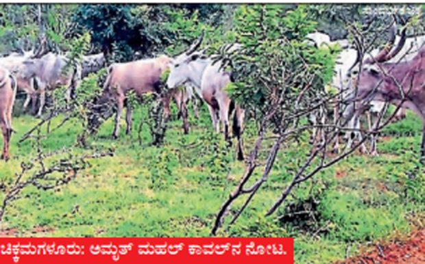 ಅಮೃತ್‌ ಮಹಲ್‌ ಕಾವಲಿಗೆ ಬೇಕು ಕಾಯಕಲ್ಪ