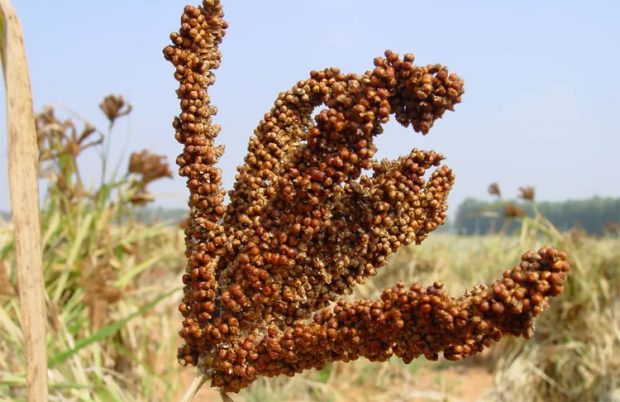 1.14 ಲಕ್ಷ ಮೆಟ್ರಿಕ್‌ ಟನ್‌ ರಾಗಿ ಖರೀದಿ; ಸಂಪುಟ ಉಪ ಸಮಿತಿ ತೀರ್ಮಾನ