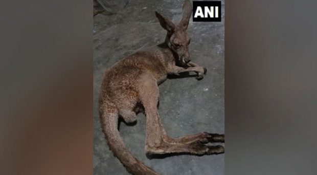 Probe Ordered After 3 Kangaroos Found In Bengal Forest