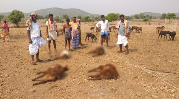 ಕರುಳು ಬೇನೆಗೆ ಕುಷ್ಟಗಿಯಲ್ಲಿ 14 ಕುರಿಗಳ ಸಾವು